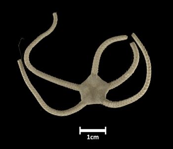 Media type: image;   Invertebrate Zoology OPH-161 Description: Top of brittle star with a view of the disc.;  Aspect: dorsal